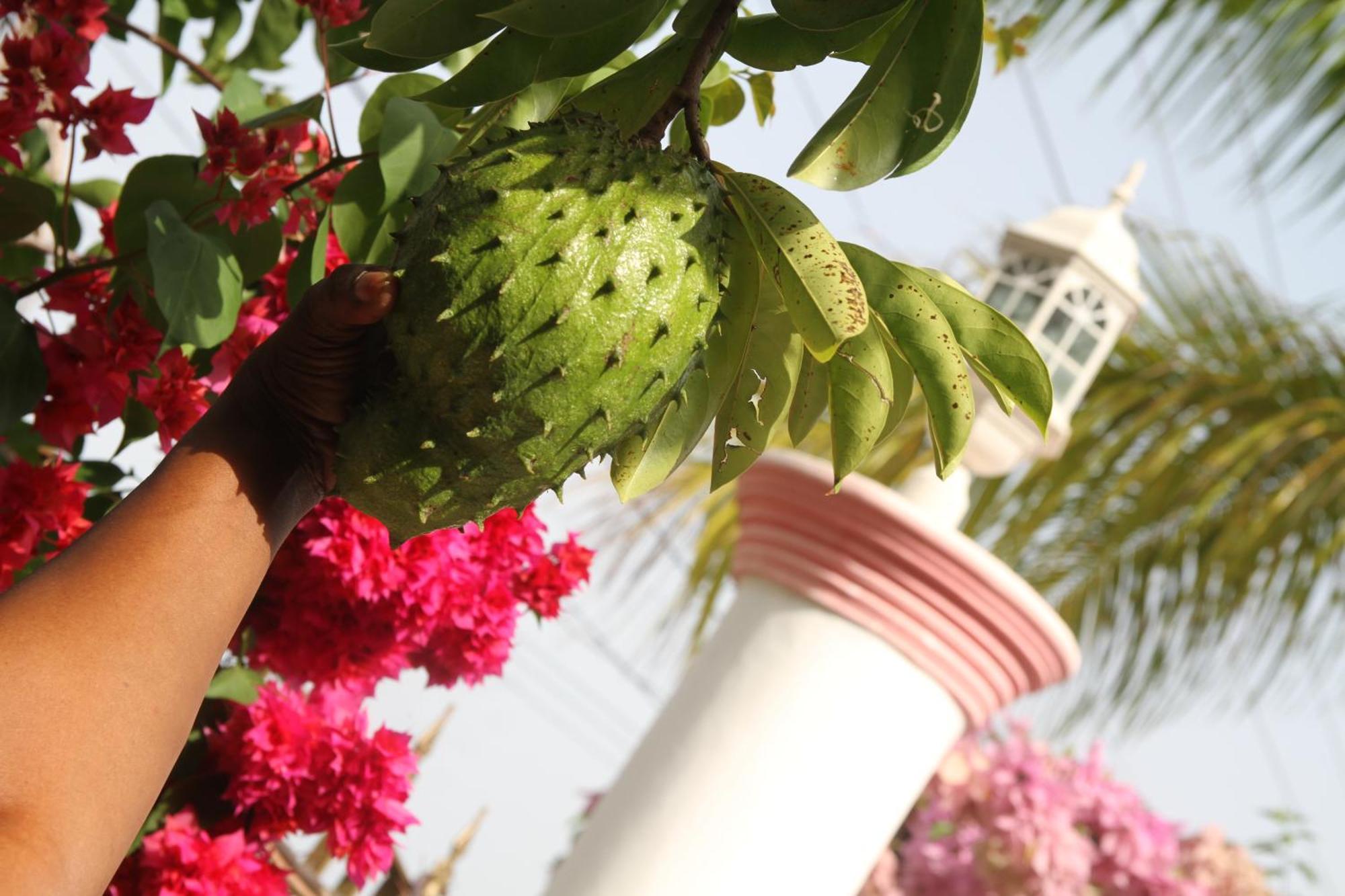 Sweetsop Jamaica Villa And Tours Montego Bay Luaran gambar