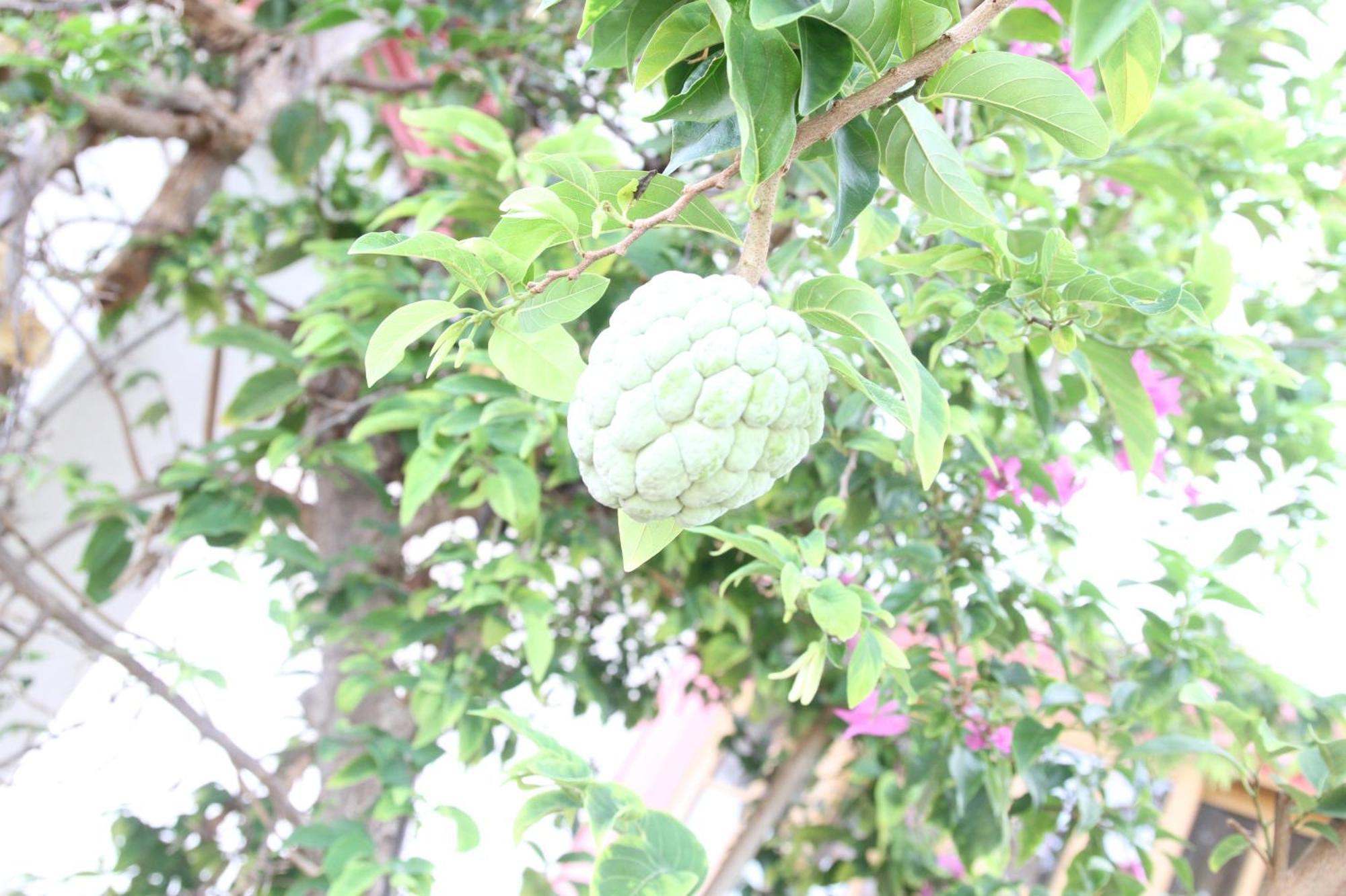 Sweetsop Jamaica Villa And Tours Montego Bay Luaran gambar